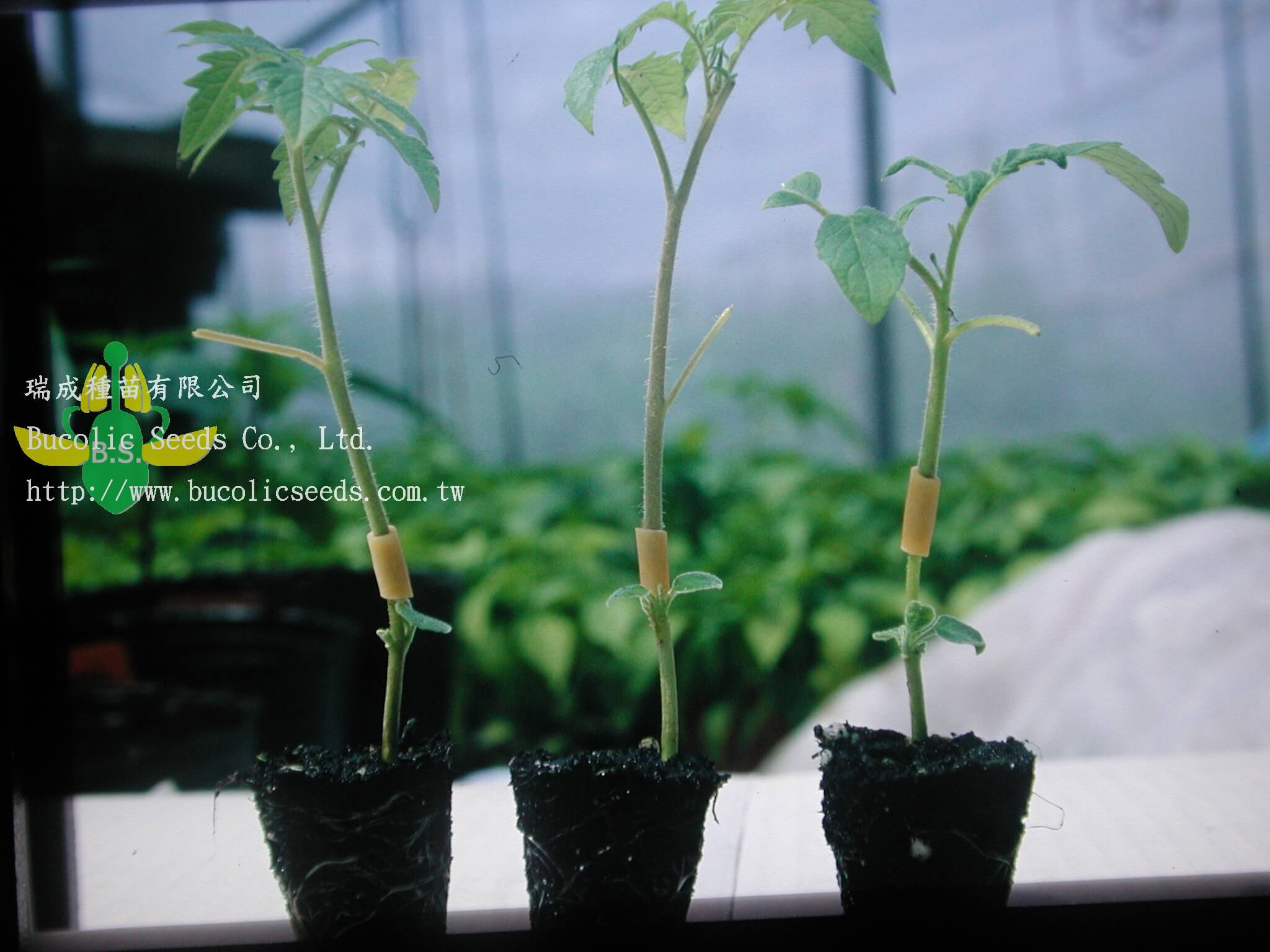 Tomato Root stock 9904 - Tomato Root stock 9904